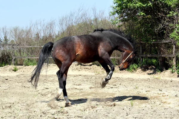 Kuda coklat melompat di paddock — Stok Foto