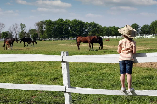 Niño de pie en el corral y vigilando caballos —  Fotos de Stock