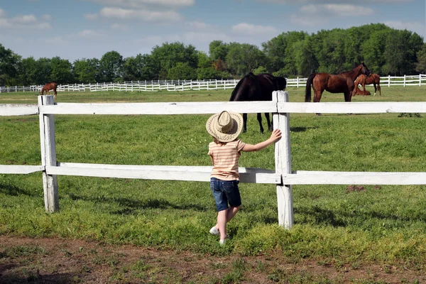 Enfant regardant les chevaux à la ferme — Photo