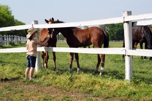 两个小马驹在农场上的孩子 — 图库照片
