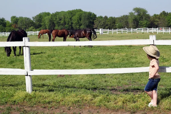 Küçük kız atları izlerken sürüsü — Stok fotoğraf
