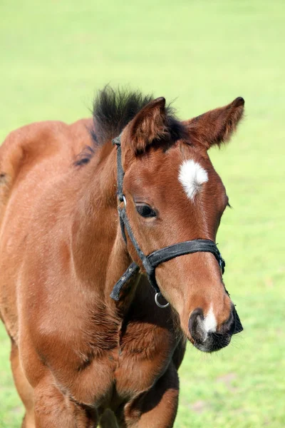 Cavalo marrom close up retrato — Fotografia de Stock
