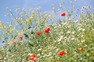 çayır kır çiçekleriyle doğa manzarasıyla