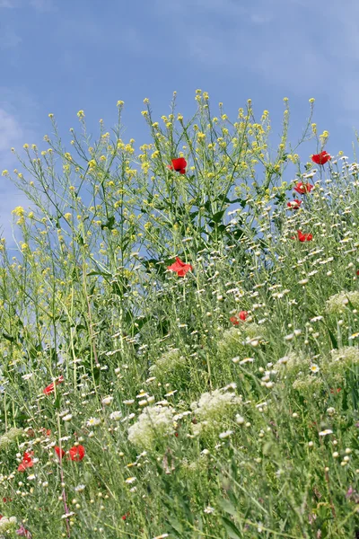 Fiori bianchi e prato cielo blu — Foto Stock