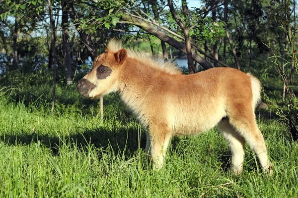Caballo pony joven en el pasto —  Fotos de Stock