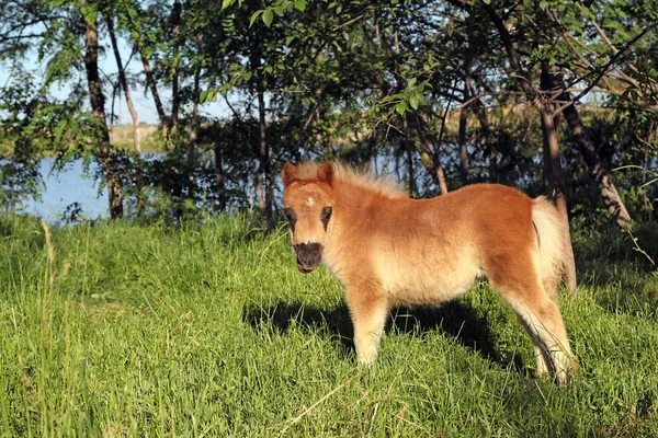 Söpö ruskea poni hevonen vauva — kuvapankkivalokuva