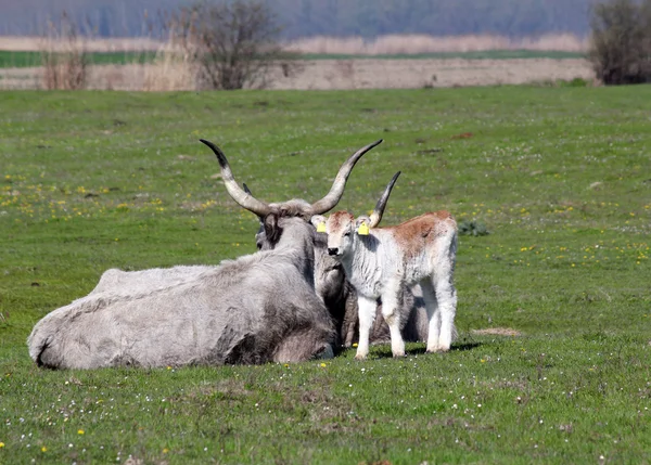 Vitello e vacca podolici al pascolo — Foto Stock
