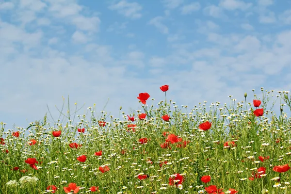 Wild flowers meadow and blue sky — Stock Photo, Image