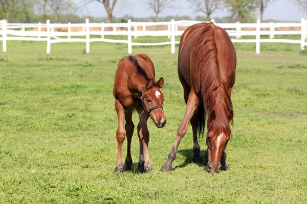 Braune Fohlen und Pferd in der Pferderanch-Szene — Stockfoto