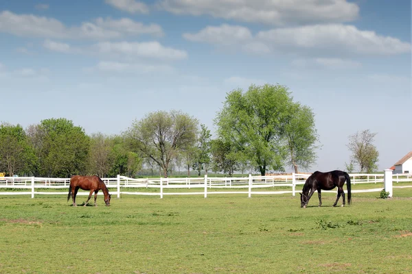 Cavalo marrom e preto na cena curral fazenda — Fotografia de Stock