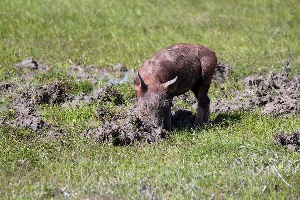 在泥农场场景中的小猪 — 图库照片