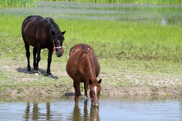 Horses drink water in a pond — Stock Photo, Image