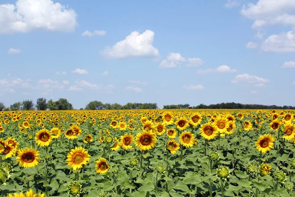 Sunflowers field and blue sky landscape — Stock Photo, Image