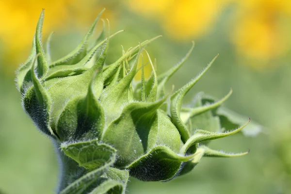 Closed sunflower close up summer nature background — Stock Photo, Image