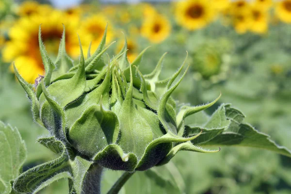 Closed sunflower close up agriculture — Stock Photo, Image