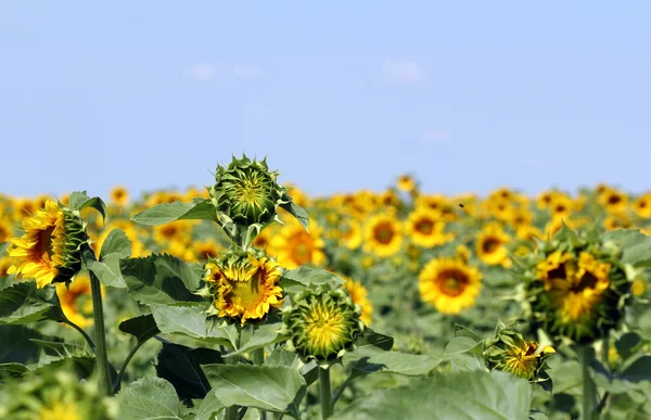 Соняшникове поле літній сезон пейзаж — стокове фото