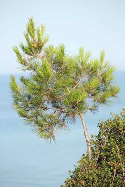 海の上の松の木 — ストック写真