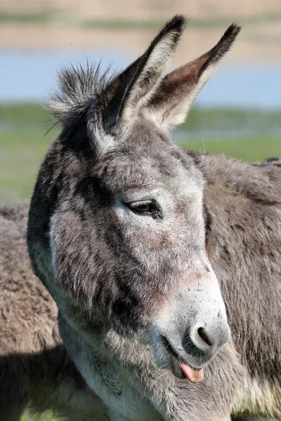 Burro pone un retrato de lengua —  Fotos de Stock