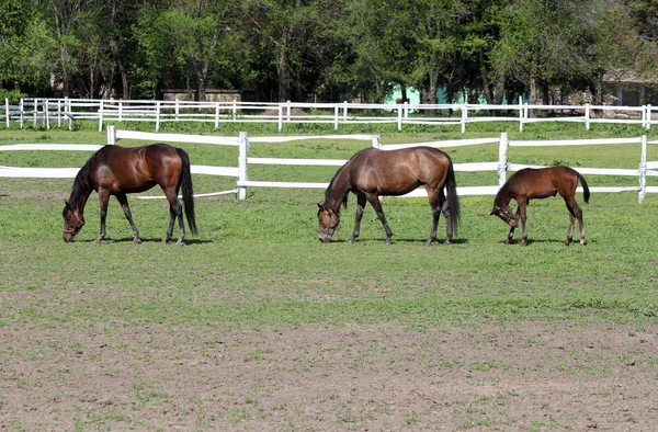 Cavalos e potros na quinta — Fotografia de Stock