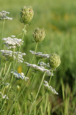 beyaz çiçekli yaz çayır