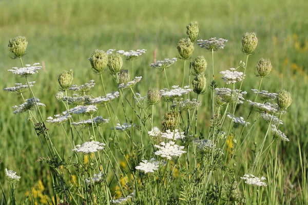 Weiße Blumenwiese Sommerlandschaft — Stockfoto