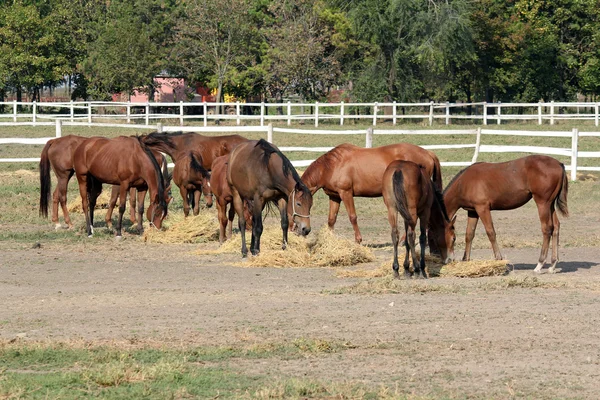 Koně jíst seno na ranči — Stock fotografie