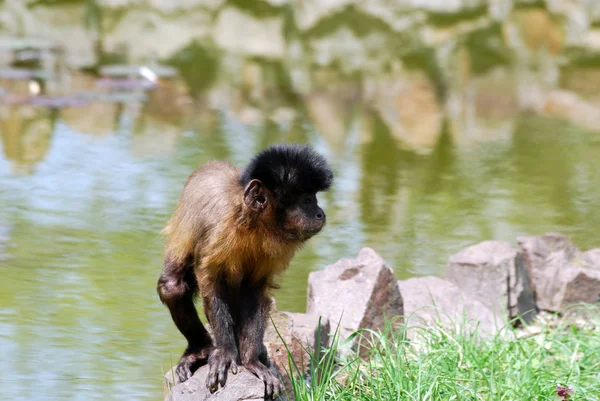 Weinig makaak monkey staande op een rots — Stockfoto