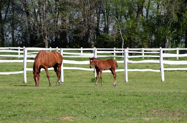 Ферма с коричневой лошадью и жеребенка — стоковое фото