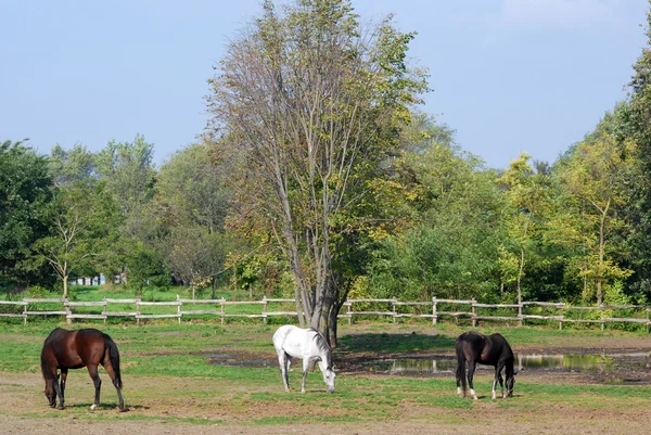Коричневий білий і чорний кінь — стокове фото