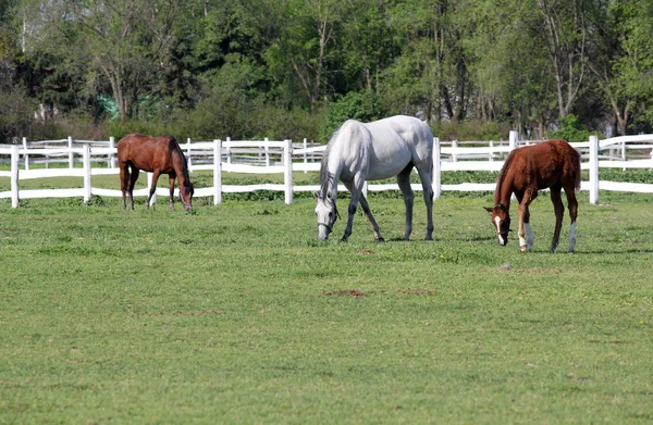 Cavalo branco e marrom com potro — Fotografia de Stock