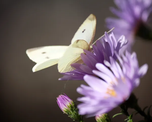 Papillon sur fleur nature scène — Photo