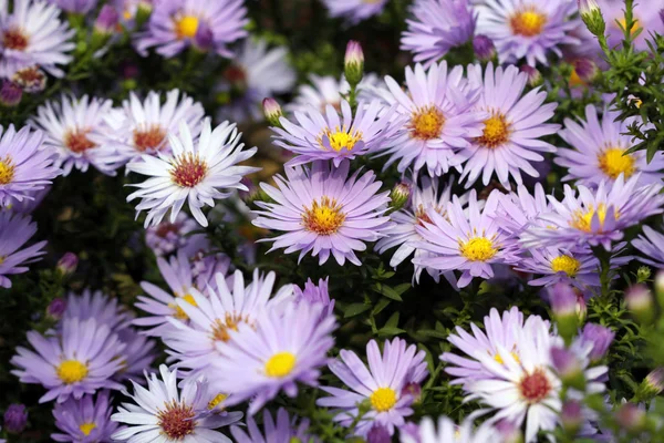 Chrysant herfst bloem close-up — Stockfoto