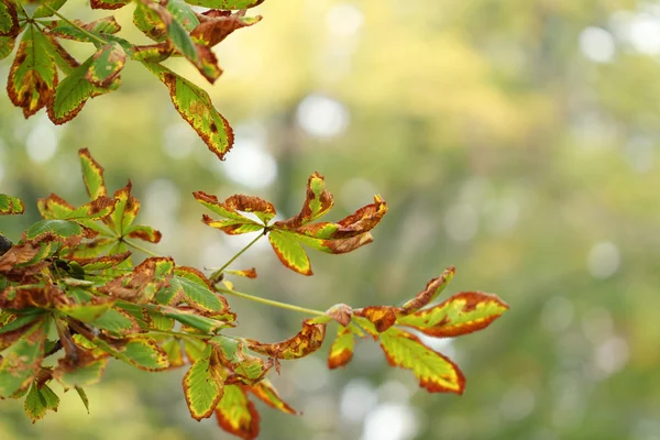Colorful autumn leaves nature background — Stock Photo, Image