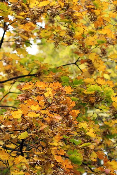 Fall colorful leaves nature background — Stock Photo, Image