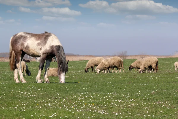 Cavalli e pecore al pascolo animali da fattoria — Foto Stock