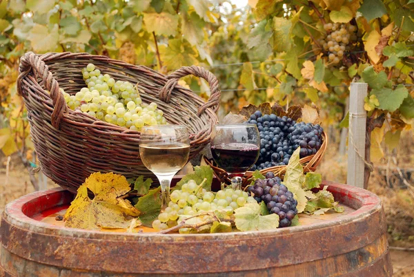 Rode en witte wijn herfst seizoen — Stockfoto