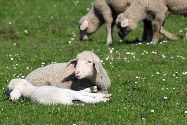 Bárányok és juhok a legelőn — Stock Fotó
