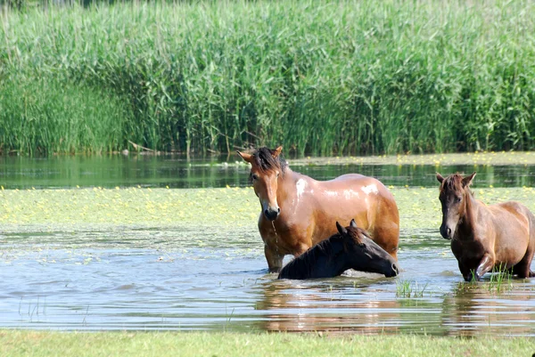 Caballos en agua escena de la naturaleza — Foto de Stock