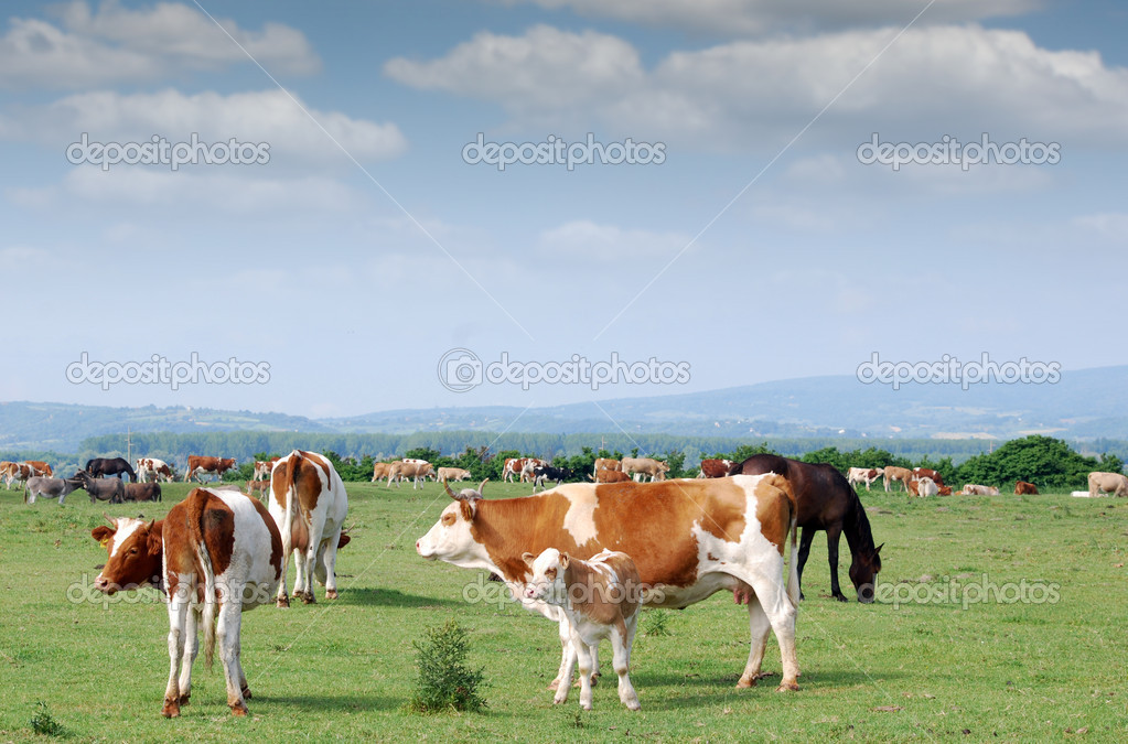 SCARICA VERSI DI ANIMALI MP3 DA