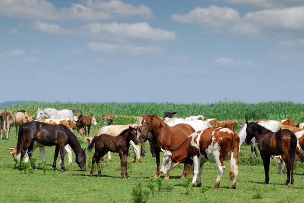 Vacas y caballos en los pastos — Foto de Stock