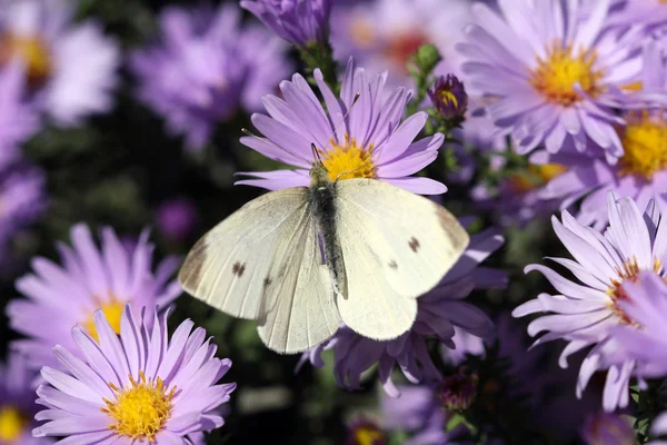 White butterfly on flower macro — Stock Photo, Image