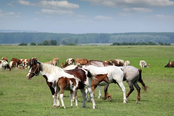 Caballos y potros en los pastos —  Fotos de Stock