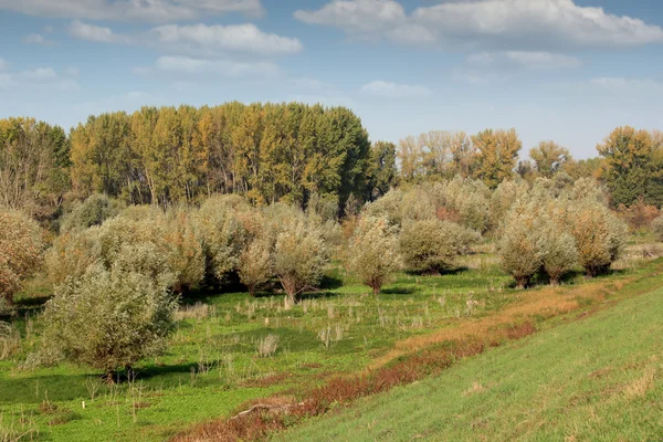 Příroda krajina Les podzimní sezóny — Stock fotografie