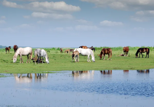Herd of horses on pasture by river — Stock Photo, Image