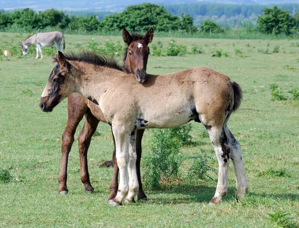 Dos potros de caballo en el pasto — Foto de Stock