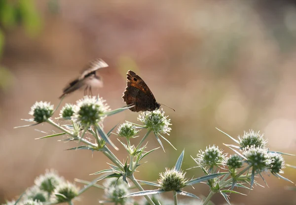 Butterfly on flower spring season — Stock Photo, Image