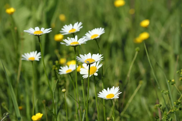 Green grass and white wild flowers meadow — Stock Photo, Image