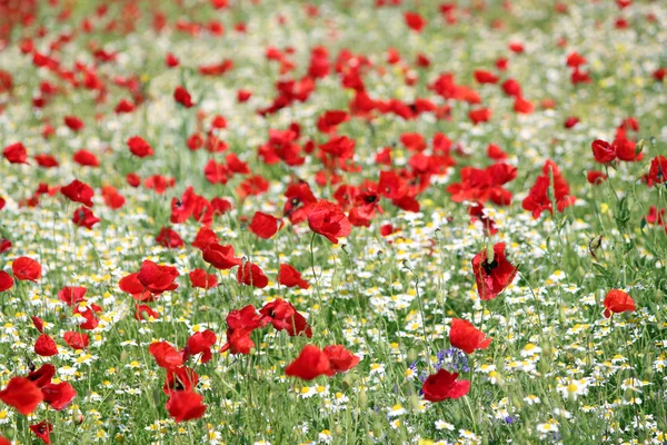 Poppy and camomile wild flowers spring season — Stock Photo, Image