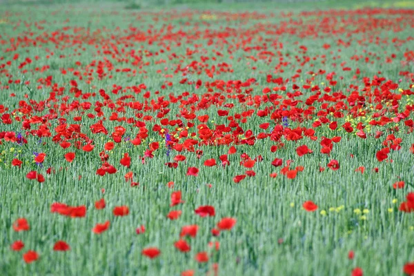 Poppy rode bloem en groene tarwe lente seizoen — Stockfoto