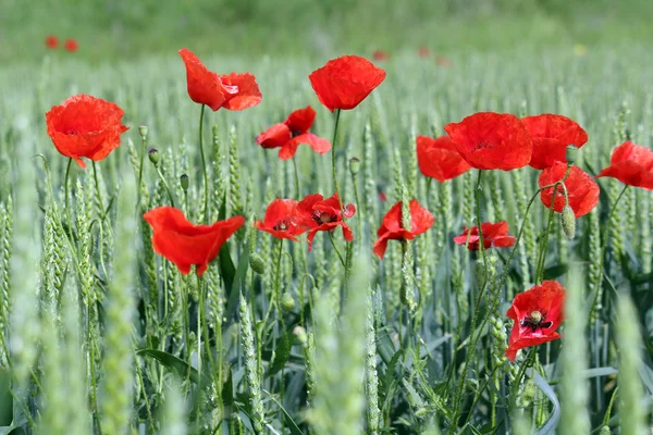 Poppy rode bloem en groene tarwe — Stockfoto